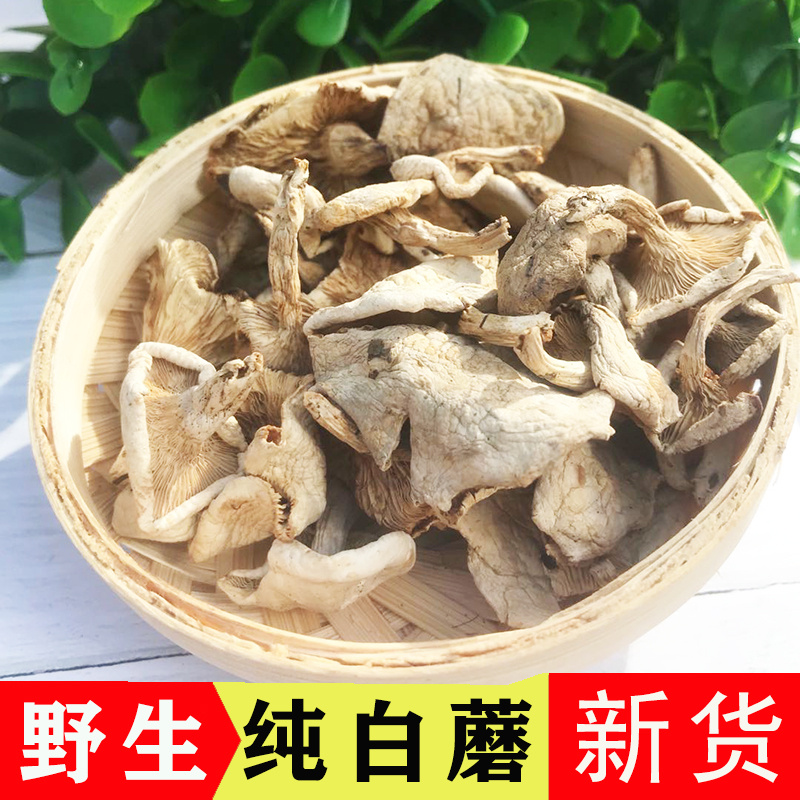 野生承德特产小白蘑菇