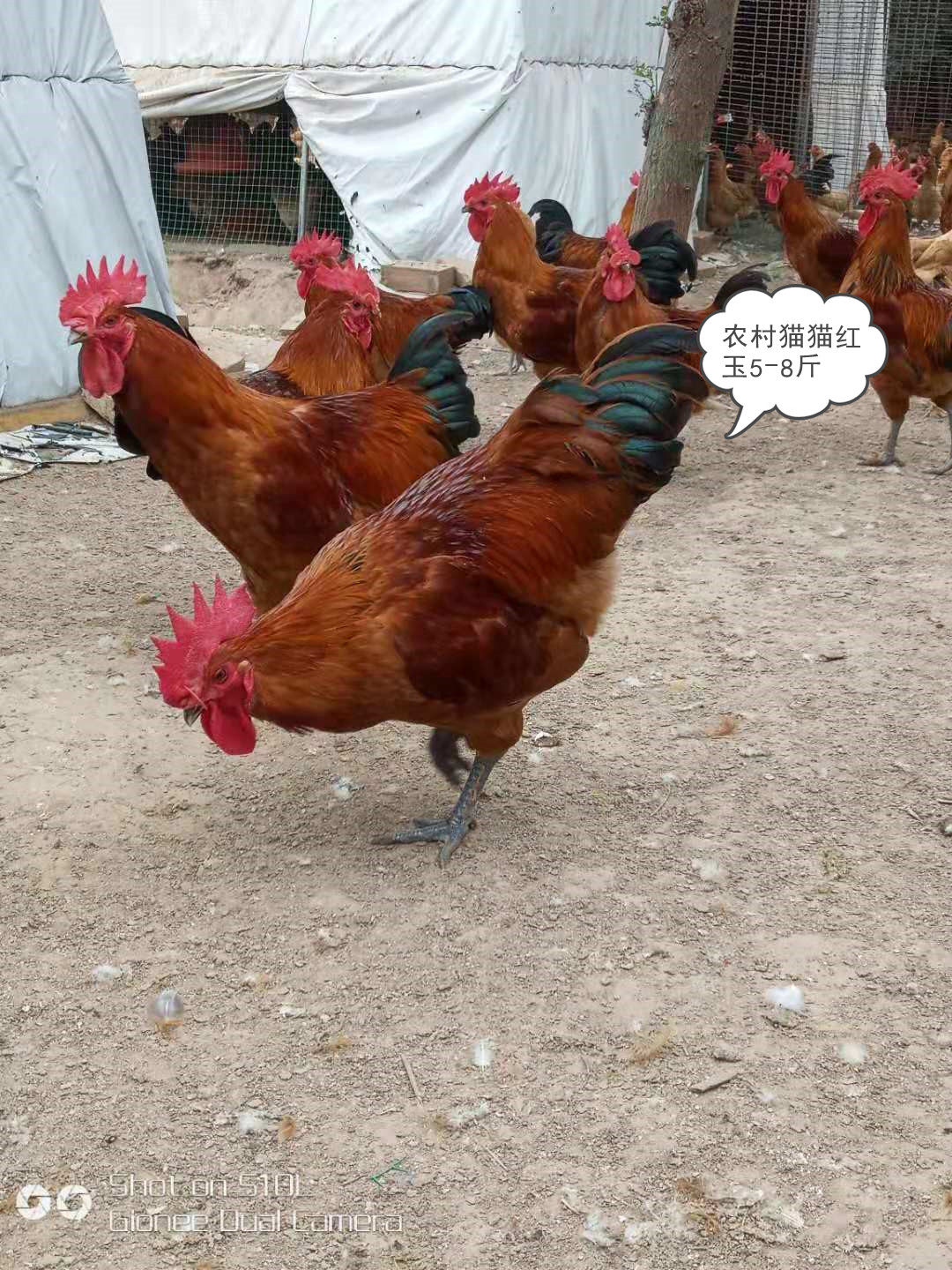 九斤黄红玉血毛鸡三黄鸡大骨鸡肉鸡土鸡蛋种蛋受精可孵化10枚包邮