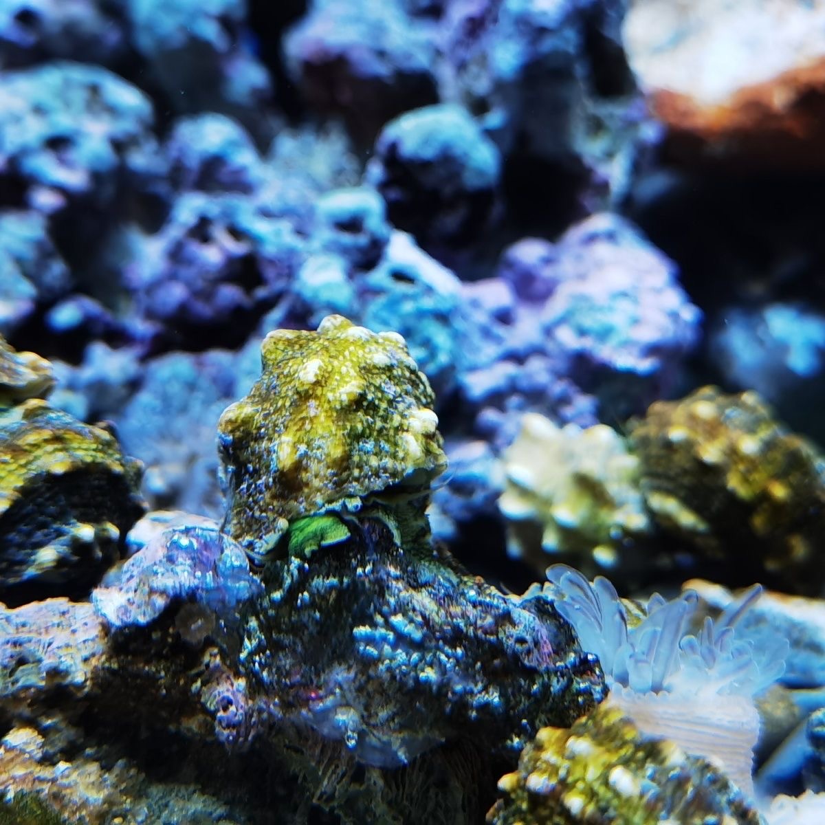 角蝾螺 海缸除藻生物海水宠物珊瑚缸翻沙除藻好养 会翻身 除藻