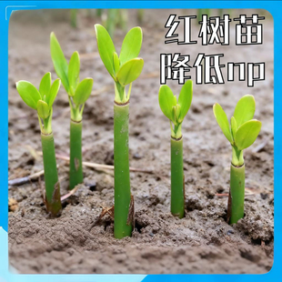 【海星爱攀爬】红树苗红树种子秋茄种子原生海缸造景吸收NP净水