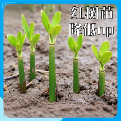 【海星爱攀爬】红树苗红树种子秋茄种子原生海缸造景吸收NP净水