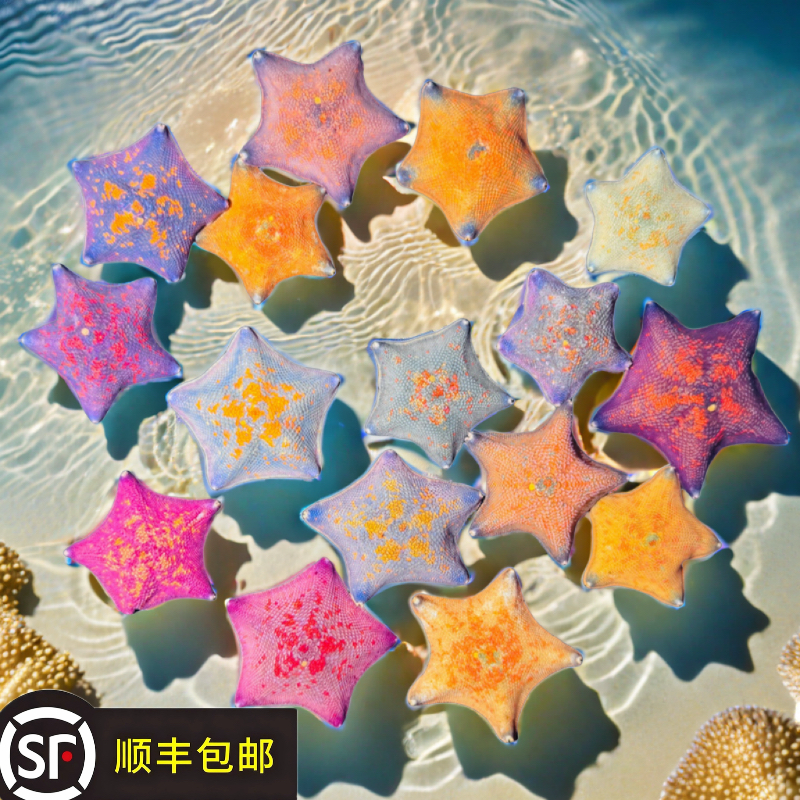变异海星 特殊色海星 六角海星 异形海星 海燕海星 海洋宠物 水族
