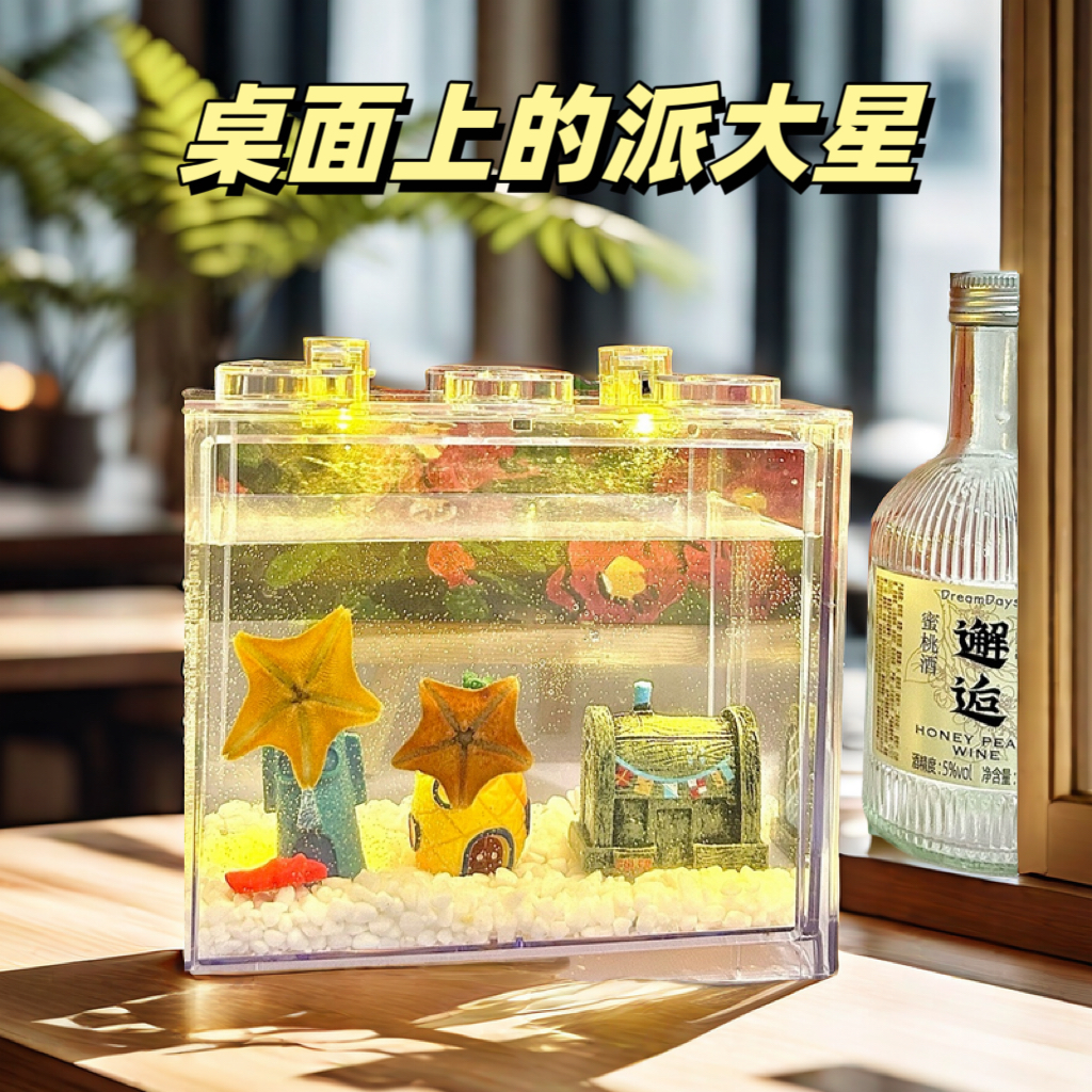 礼盒款桌面上的派大星 小宠物 海星 奇特宠物 海燕海星 创意礼品