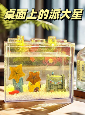 礼盒款桌面上的派大星 小宠物 海星 奇特宠物 海燕海星 创意礼品