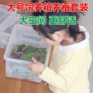 宝宝套装空间大号 齐全配件箱新鲜桑叶活养蚕大饲养学生蚕卵包活