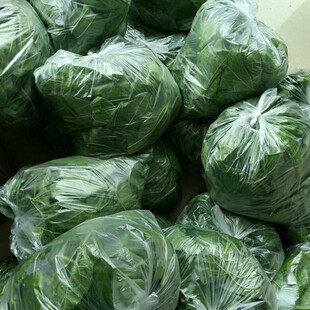 养蚕桑叶桑树苗叶 饲养蚕宝宝新鲜送活蚕蚕卵科普食用工具包