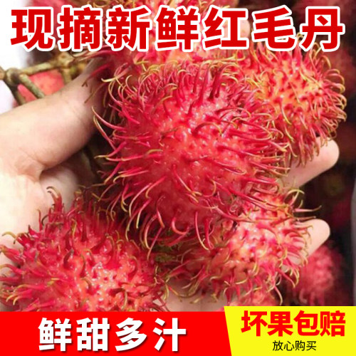 顺丰包邮现货红毛丹毛荔枝热带毛丹鲜荔枝当季新鲜水果1/2/4斤