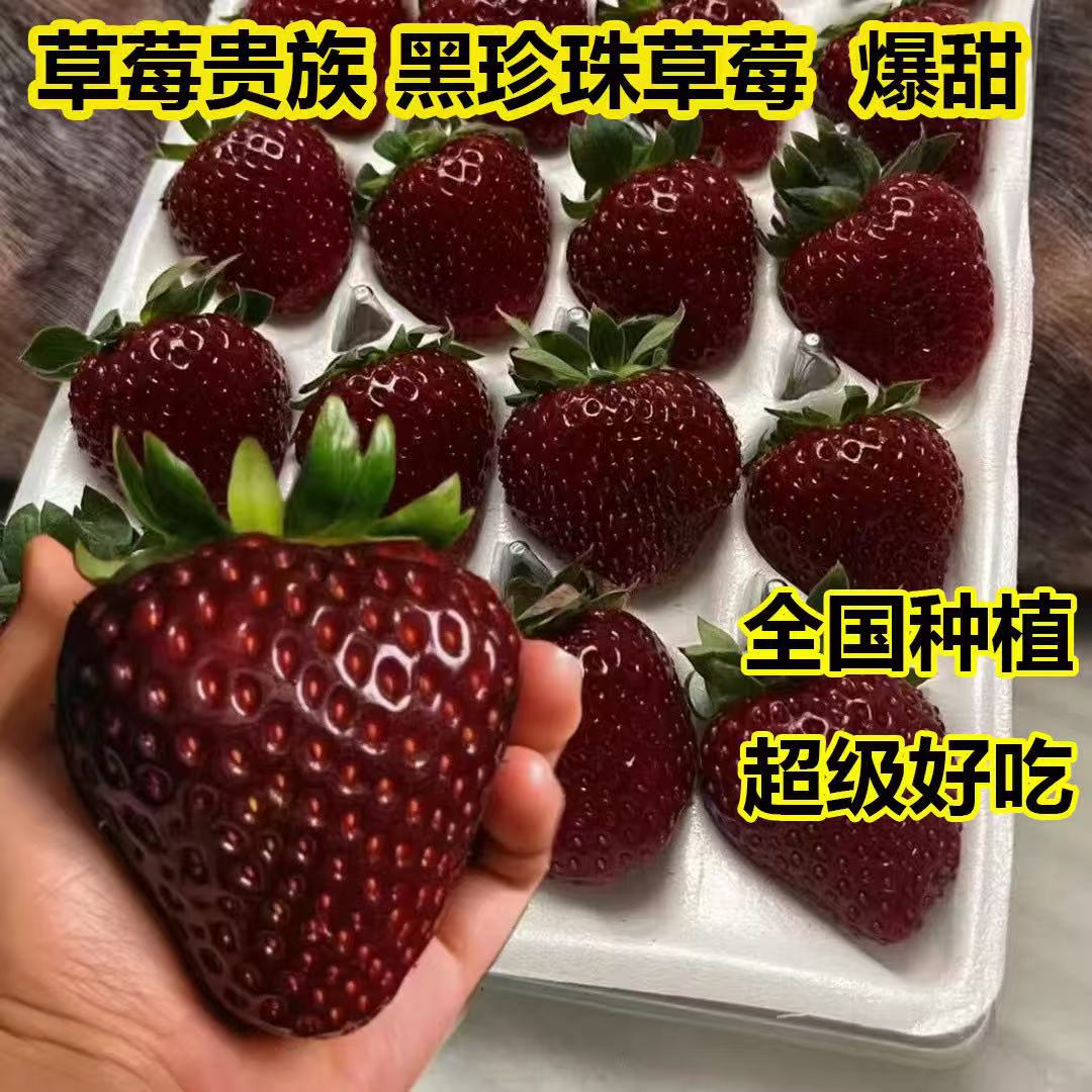 黑珍珠草莓苗带土发货