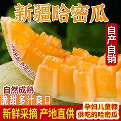 新疆哈密瓜新鲜水果甜瓜整箱吐鲁番西州蜜10斤应当季现摘全国包邮