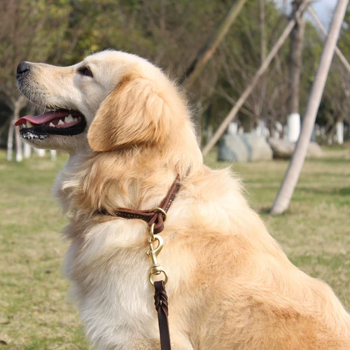 Petcare Pet воротник собака воротнич