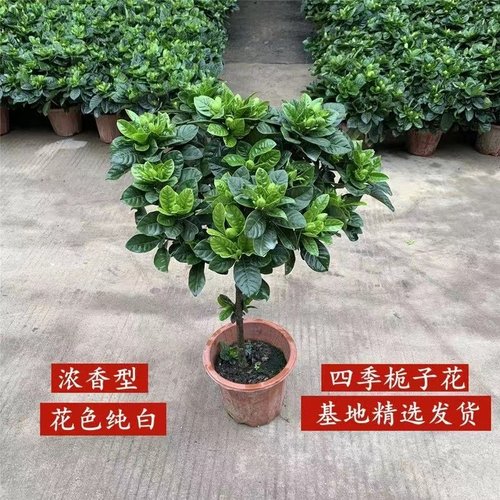 独杆栀子花盆栽带花苞老桩树苗室外大叶牡丹棒棒糖阳台浓香型花卉