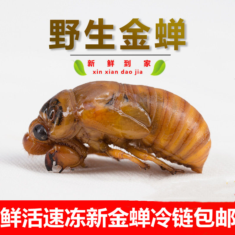 2025新鲜金蝉活体速冻野生知了猴
