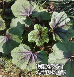 湖南冬苋菜本地糯米冬寒菜露天冬汉菜高钙菜马蹄菜现摘现发