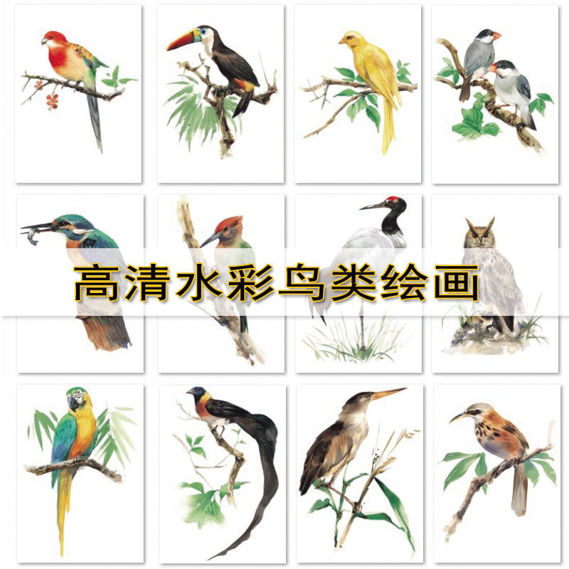 P141国外高清复古水彩手绘小鸟类 孔雀鹦鹉麻雀绘画插画设计素材