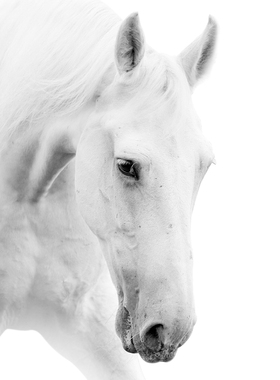 P277高清白马现代简约客厅装饰画 沙发背景墙办公室挂画素材三联