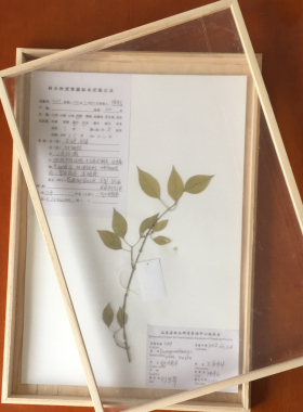 44x32x3cm实木植物标本盒亚克力面透明展示盒大号标本框采集工具