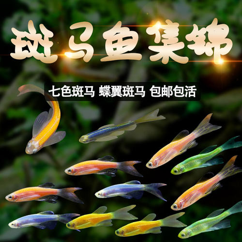 艾克水族七色斑马鱼淡水蝶翼
