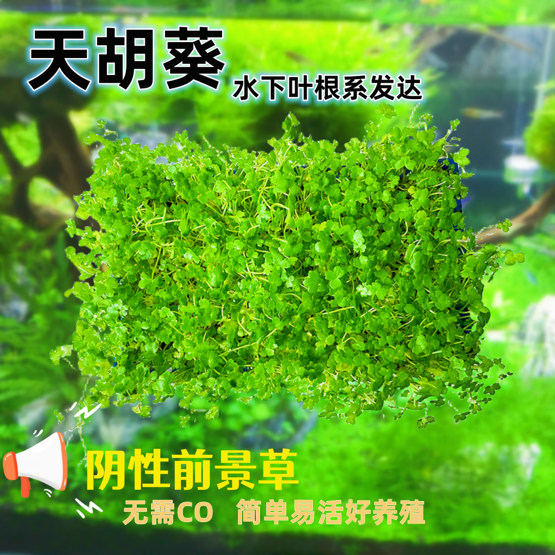 天湖葵天胡荽前景矮水草迷你阴性造景草皮坪植物爬地有茎无需co2