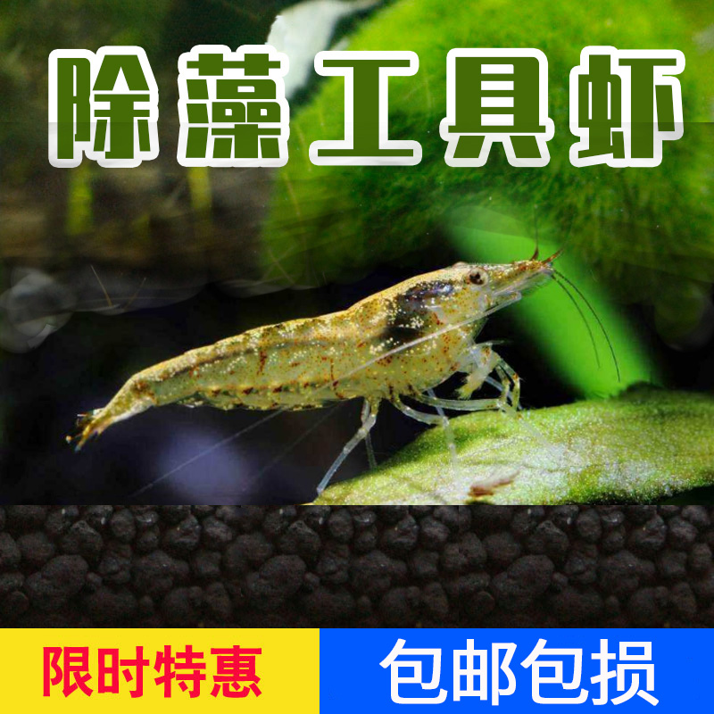 除藻虾活体草缸工具虾清洁虾苗大和藻虾淡水宠物活体观赏虾黑壳虾-封面