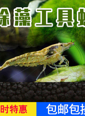 除藻虾草缸虾工具虾清洁虾观赏虾