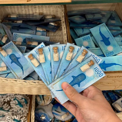 大量现货新款马尔代夫文创鲸鲨超美货币冰箱贴周边纪念品伴手礼物