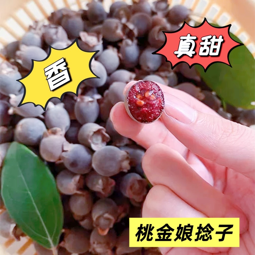 广东新鲜现摘野生桃金娘山捻子泡酒广东顺丰包邮水果多尼果山