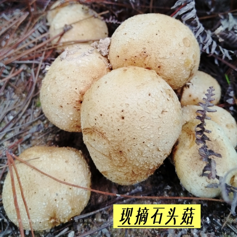 江西野生新鲜现摘石头菇蘑菇鲜菇马脖马屁泡农家食用炒菜当季