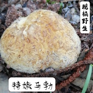 江西野生石头菇新鲜现摘蘑菇马屁泡马脖马粪包菌菇食用菌特产