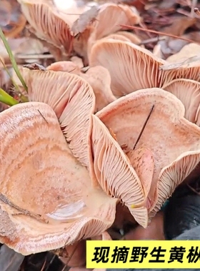 野生黄枞菌新鲜现采三九菇松树菇寒菌谷熟菌乌枞菌鲜菇松乳菇顺丰