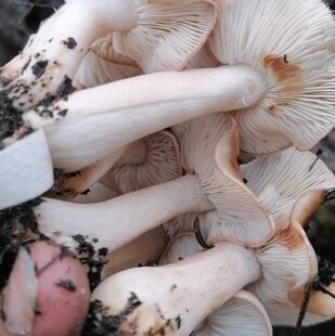 江西赣州野生新鲜蘑菇路基菇南风菌石子菌白棕口蘑松蘑