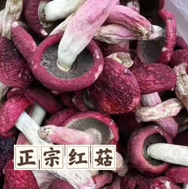 江西野生蓝底正宗红菇干货月子菇菇蕾大个包邮蘑菇福建高山特产