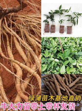 广西发货包邮中大叶小叶牛大力苗山莲藕种子种苗农户自销10棵起卖