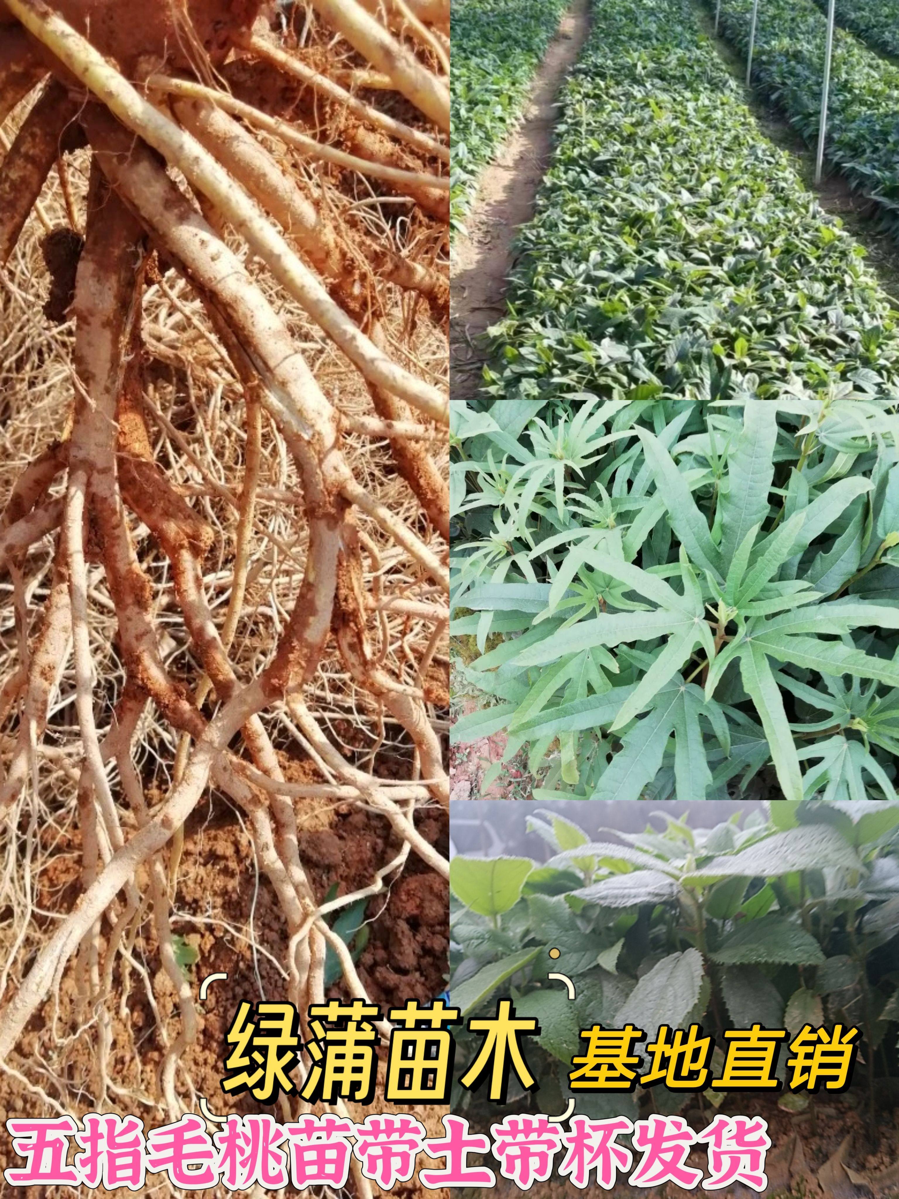 五指毛桃苗五叉五爪包邮种子苗