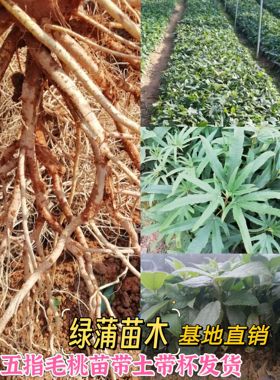 广西五指毛桃苗种苗五叉虎种子苗五爪金龙包邮种子种苗