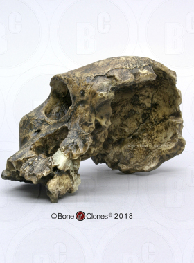 定金VM非常博物馆boneclones美国定制骨骼非洲南方古猿Sts 71模型