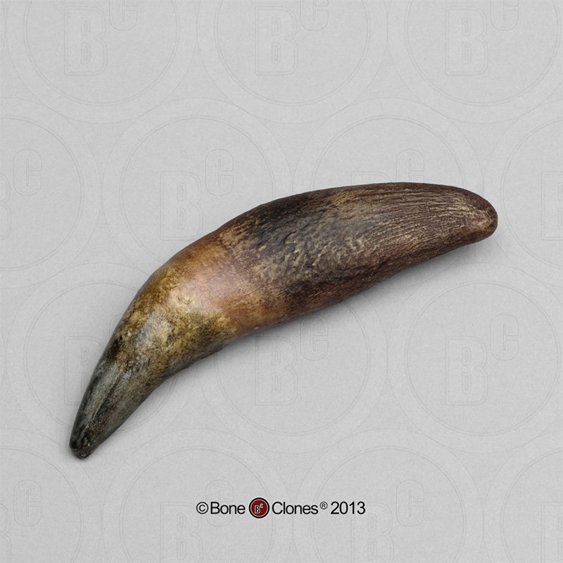 非常博物馆boneclones美国定制骨骼洞穴狮子牙齿骨头静态模型现货