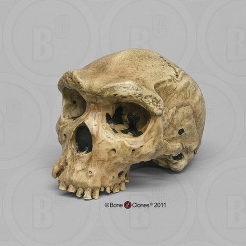 BoneClones定制科教模型
