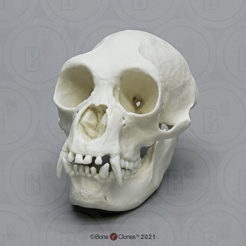 BoneClones定制科教模型
