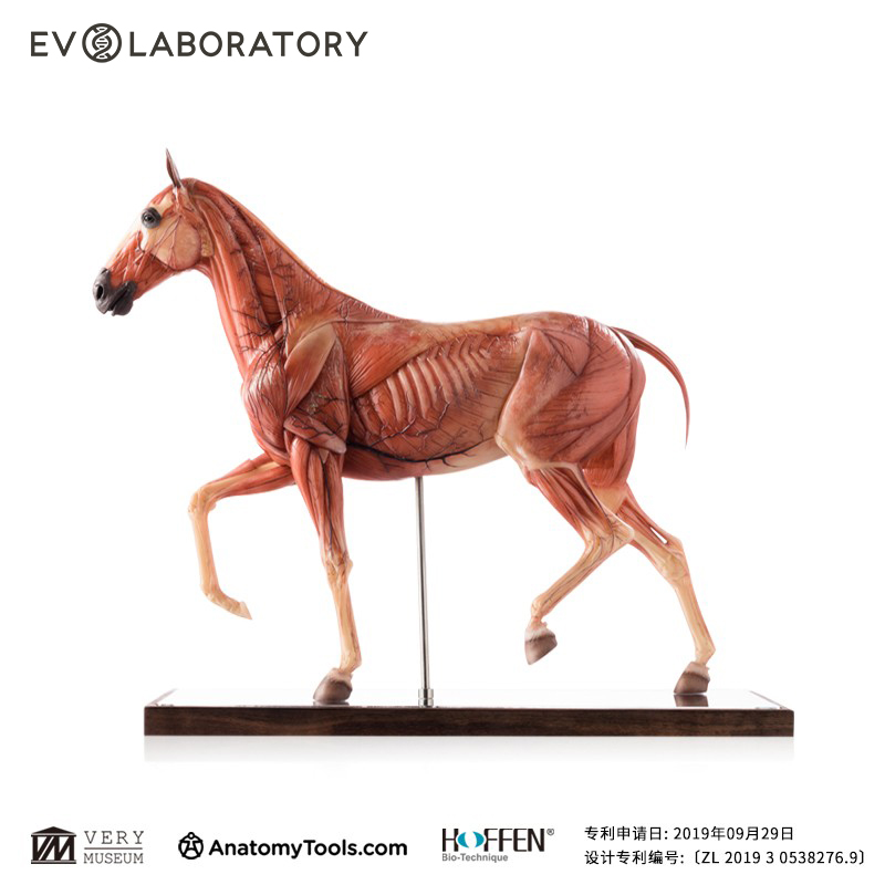 EVO肌肉模型手办摆件科教美术
