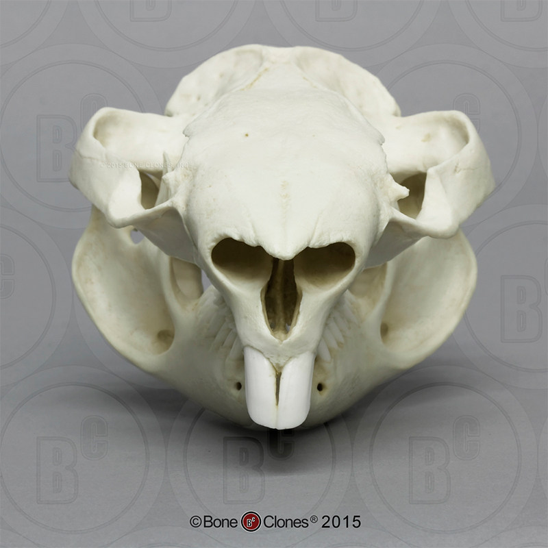 vm非常博物馆boneclones美国定制骨骼袋熊头骨动物科教模型