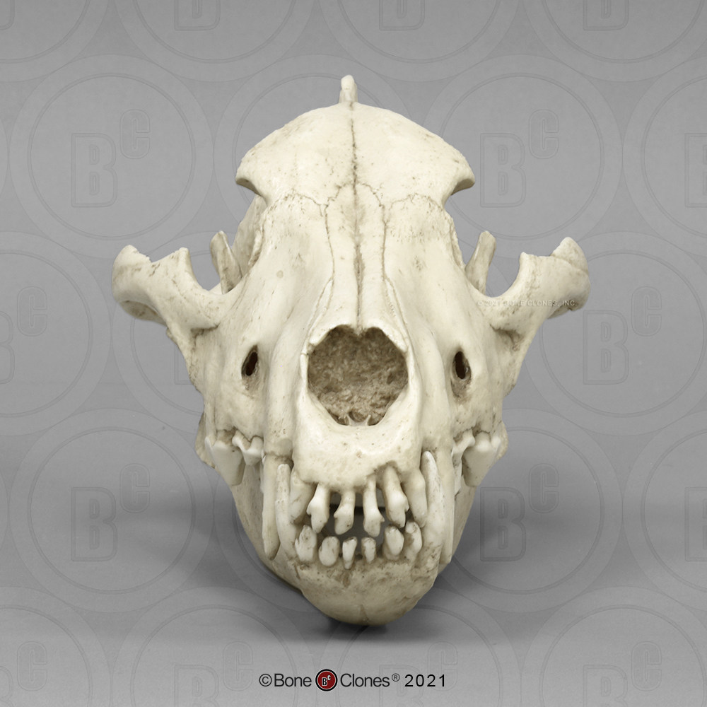 vm非常博物馆boneclones美国定制骨骼惧狼头骨动物科教模型