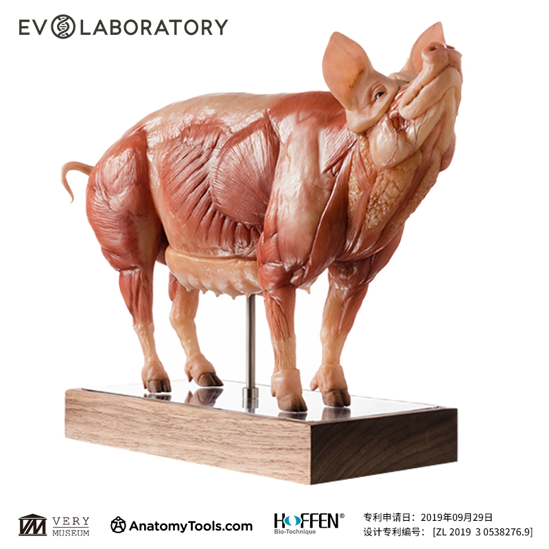 VM非常博物馆科教动物模型雕塑摆件EVO肌肉解剖猪美术教学生物