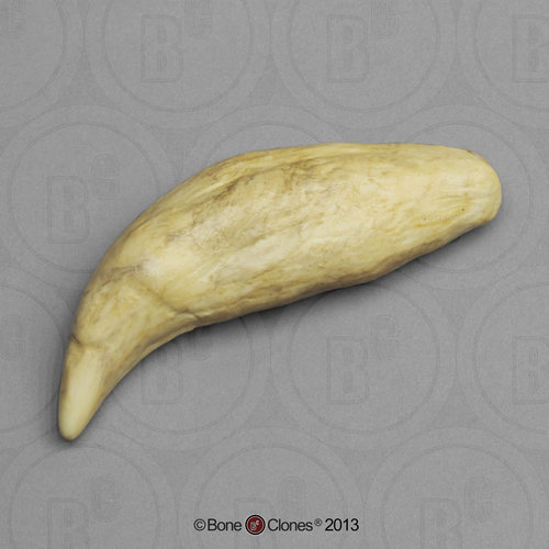 BoneClones非常博物馆定制模型
