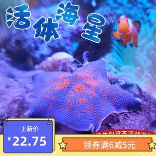 观赏海星活体鱼缸水族宠物翻砂海星活儿童海水缸海洋生物红迷你新