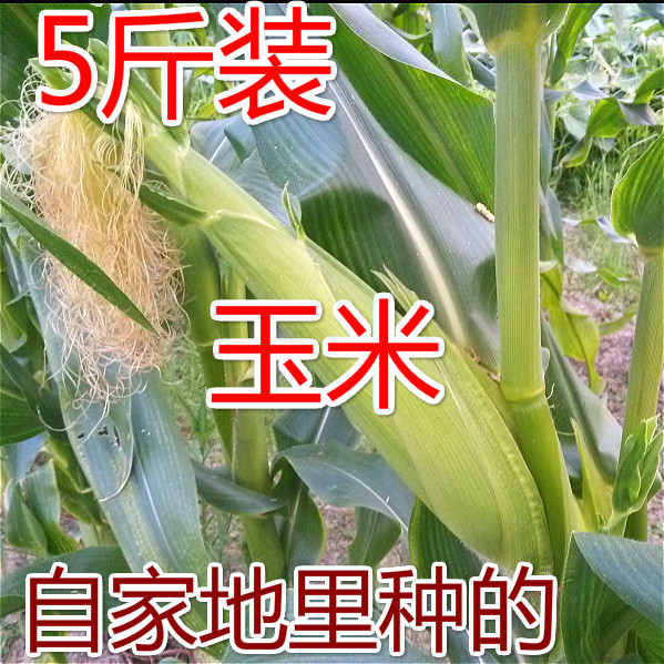 浙江衢州特产甜糯玉米白花粘黏香新鲜玉米