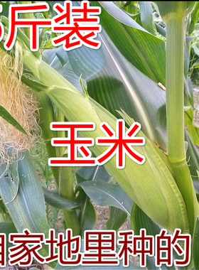 浙江衢州特产甜糯玉米白花粘黏香嫩非转基因农家新鲜5斤玉米棒
