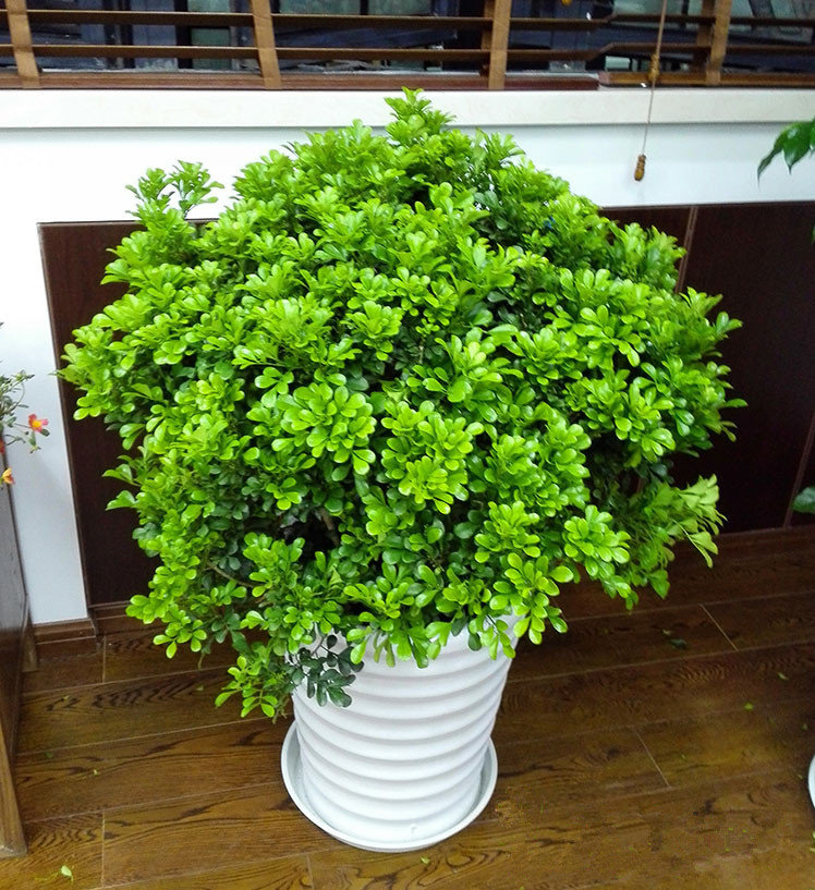 大型米兰盆栽 花香清新怡人多年生观花植物 喜光阳台室外庭院绿植