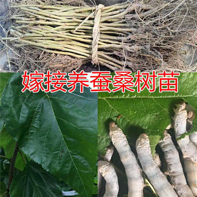 嫁接强桑1号农桑14号强桑5号海宁嫁接苗