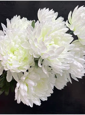 扫墓祭祀菊花坟地摆放盆花殡葬花
