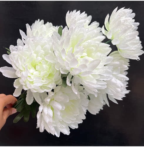 扫墓祭祀菊花坟地摆放盆花殡葬花